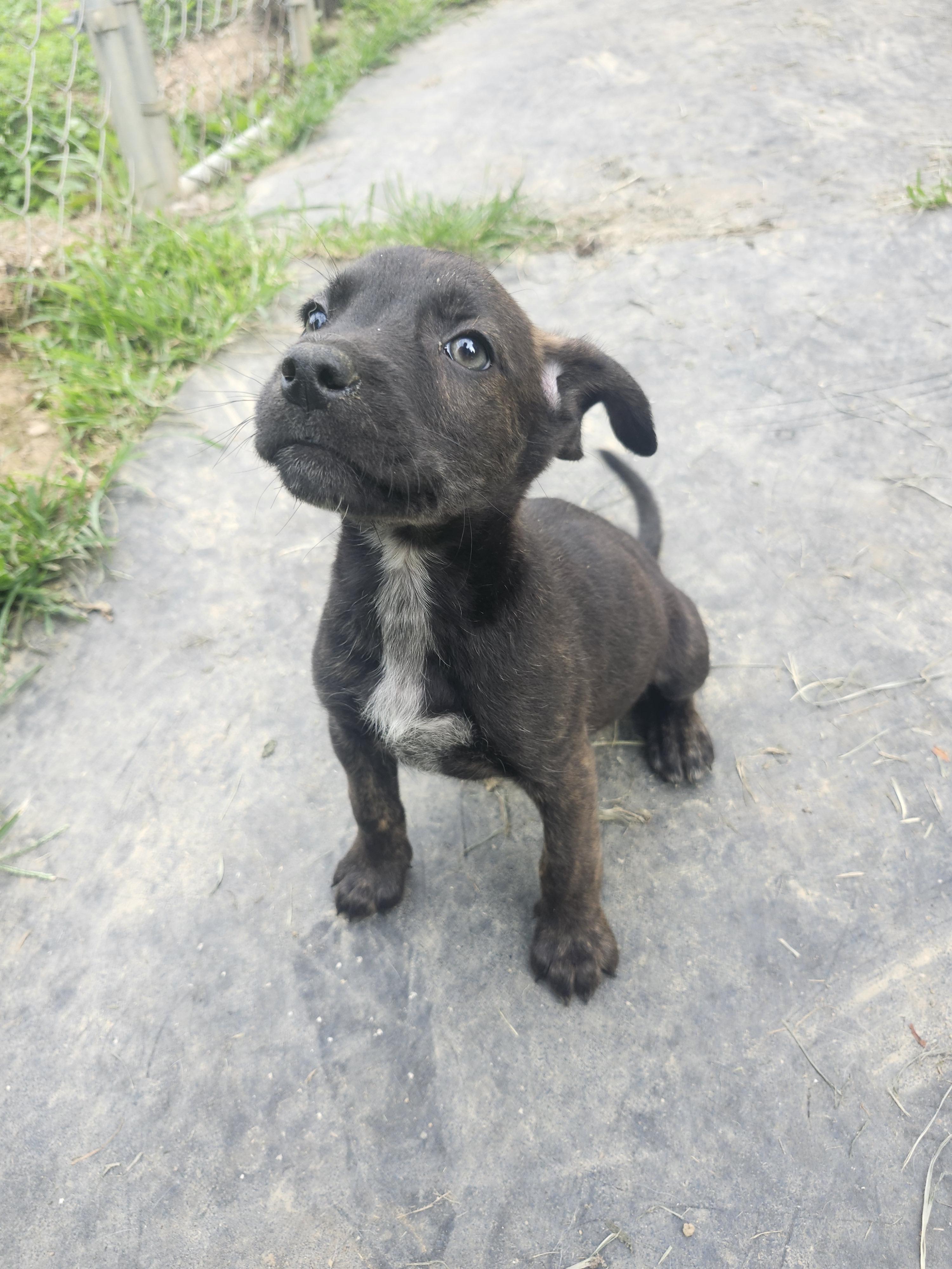 ShoeString, an adopted mixed breed in Cosby, TN image 2/2