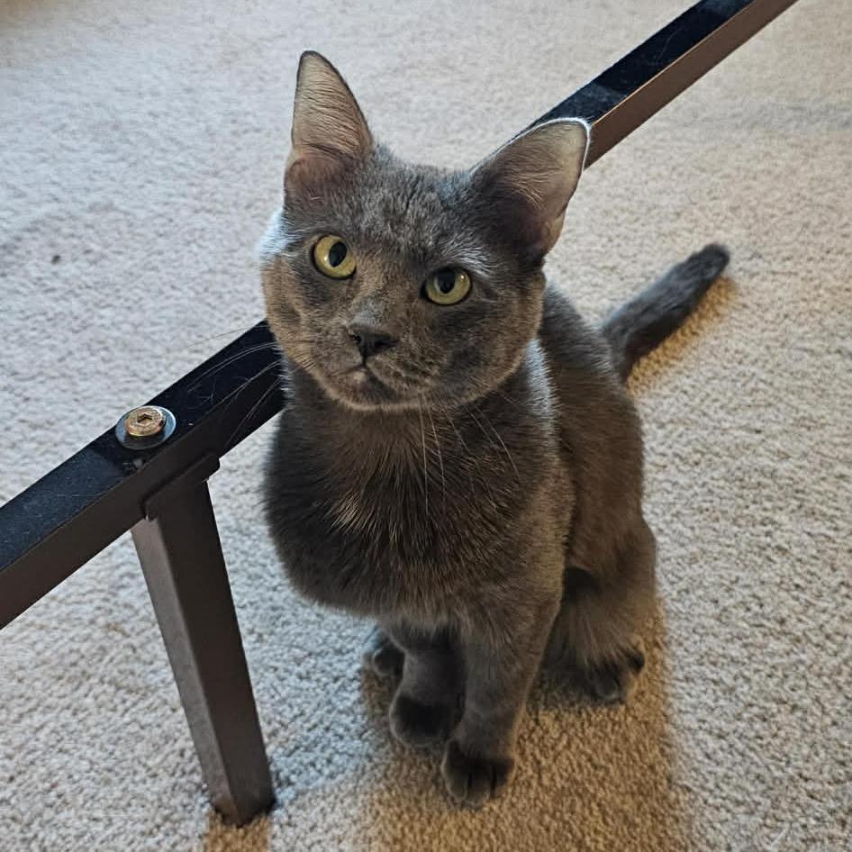 Bobby, Adoptable, Young Male Domestic Short Hair & Domestic Short Hair.