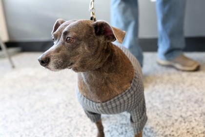 Dirk — thumbnail 2