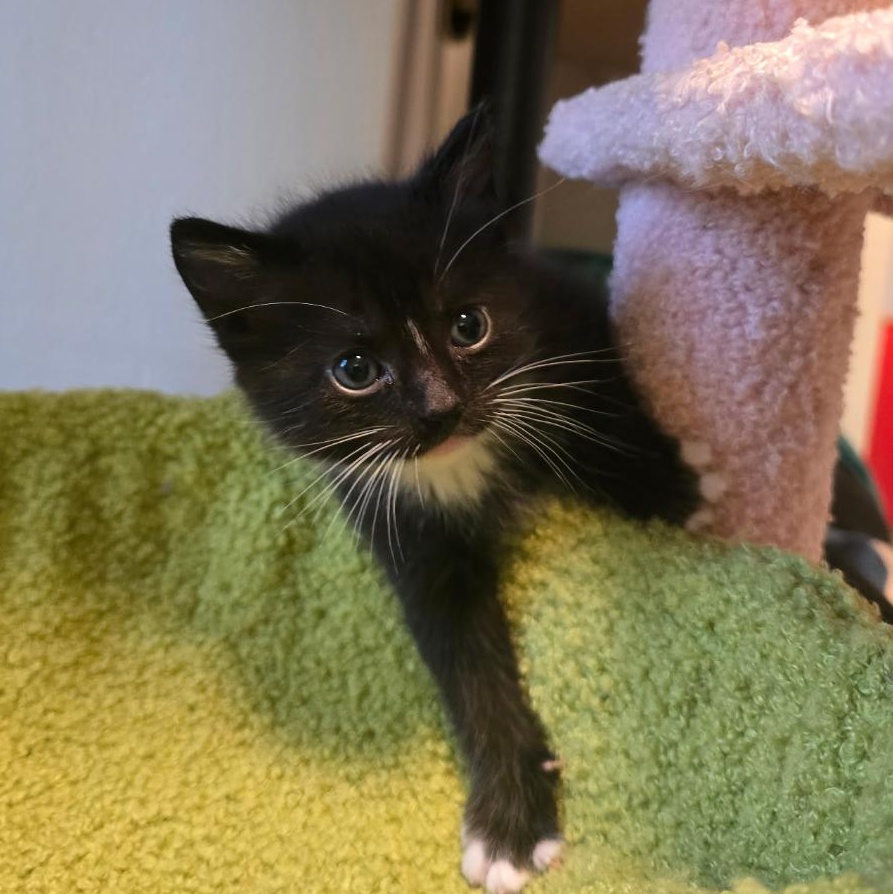 Humphrey, Baby Male unknown