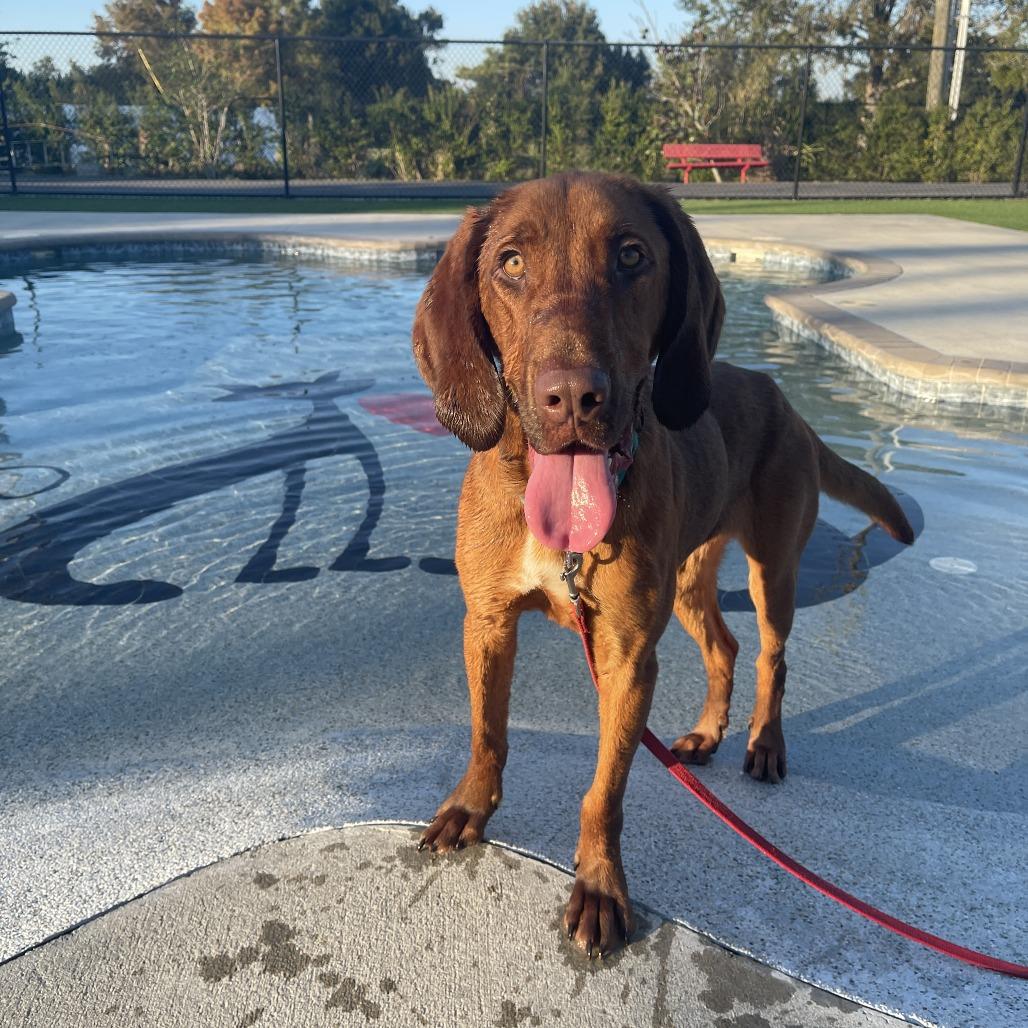 Bear, Adoptable, Adult Male Redbone Coonhound.