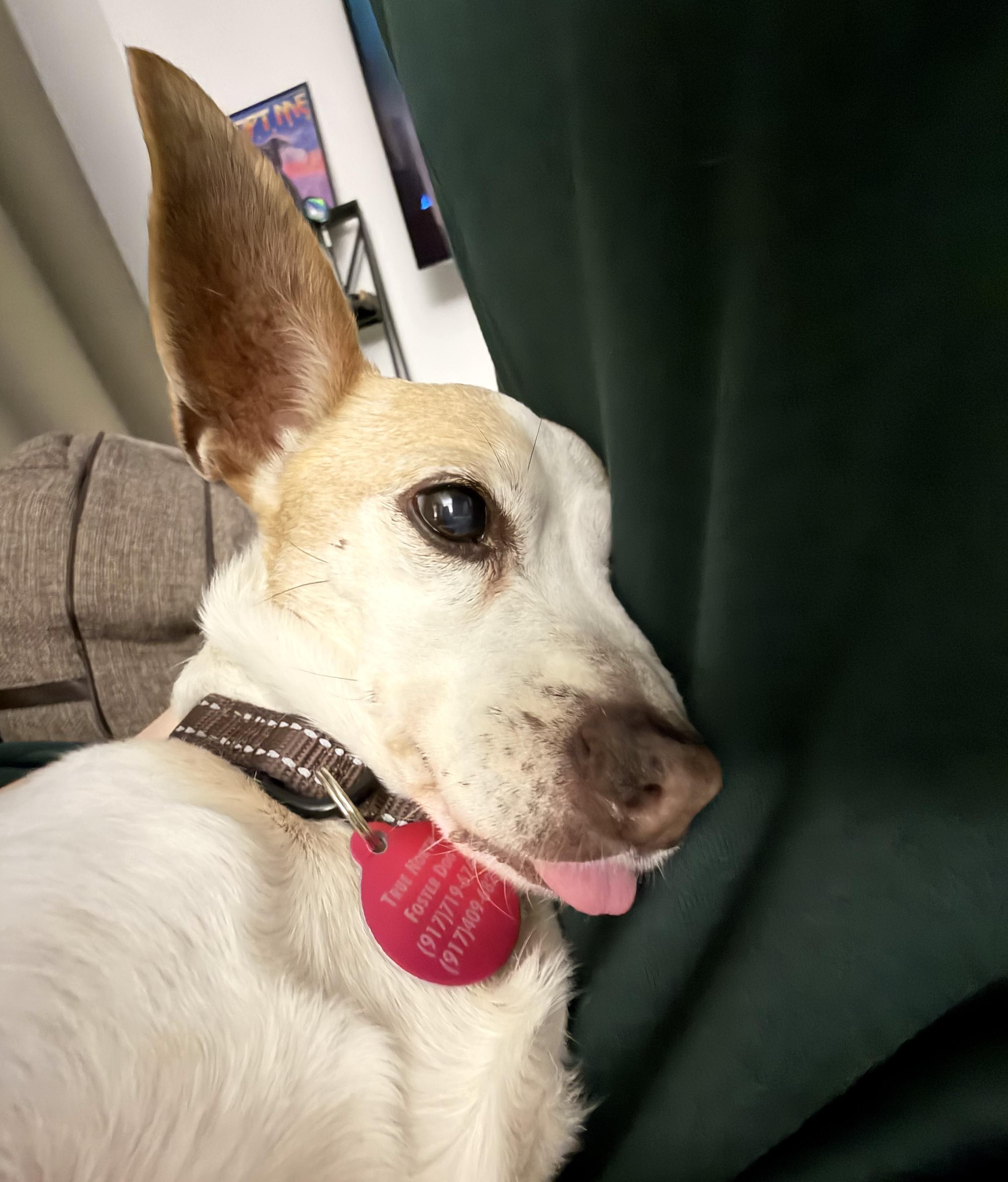 Enlarge Kahlua, a Adoptable mixed breed in Brooklyn, NY image 4/6