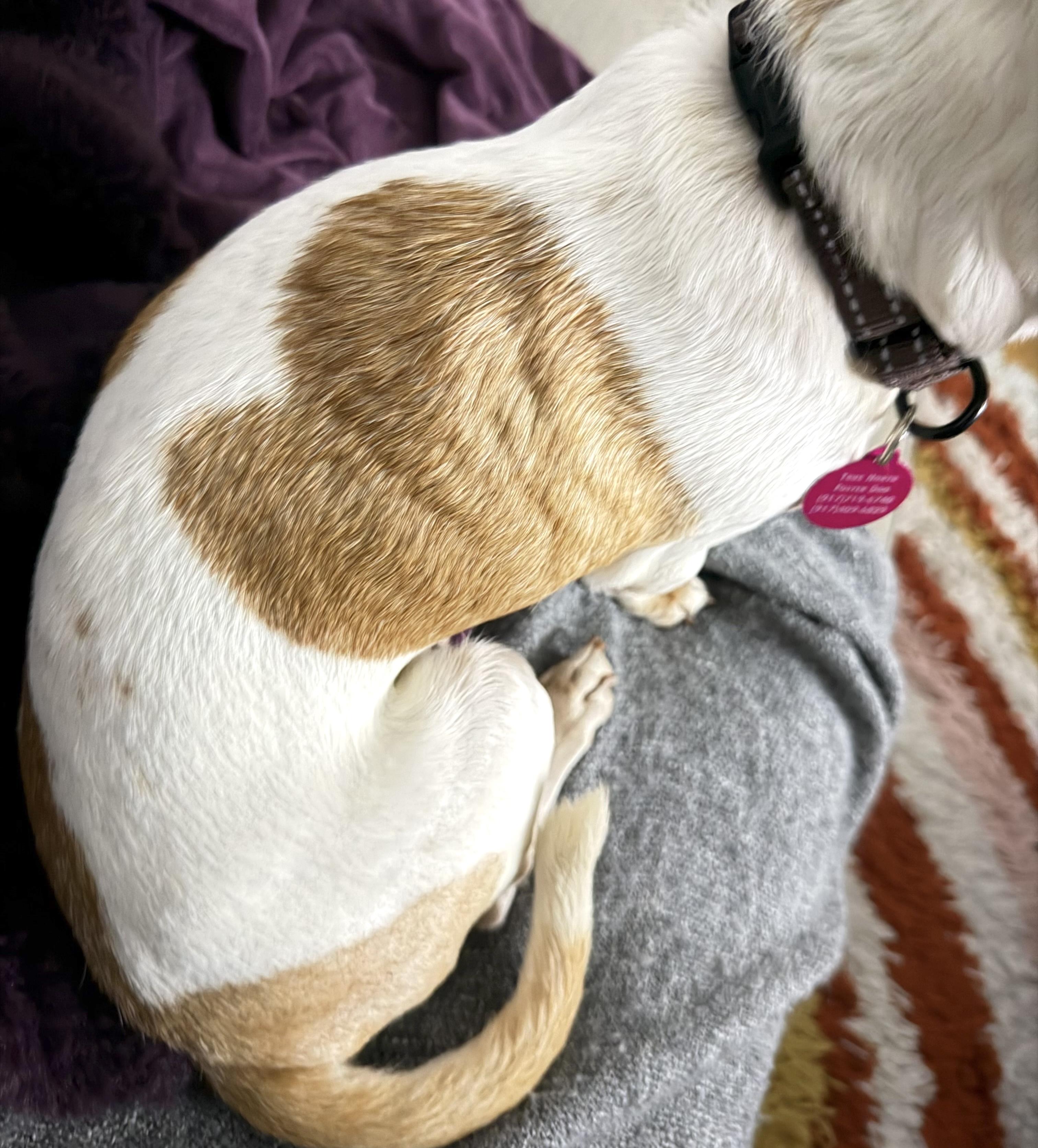 Enlarge Kahlua, a Adoptable mixed breed in Brooklyn, NY image 6/6