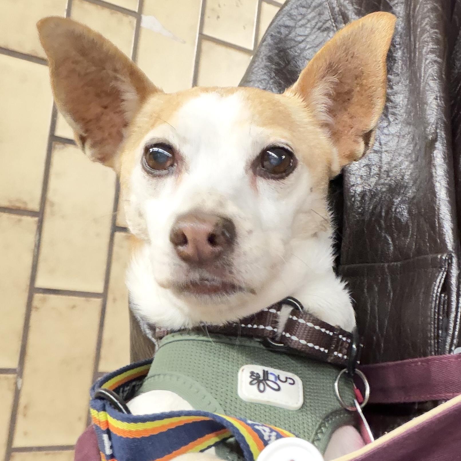 Enlarge Kahlua, a Adoptable mixed breed in Brooklyn, NY image 3/6