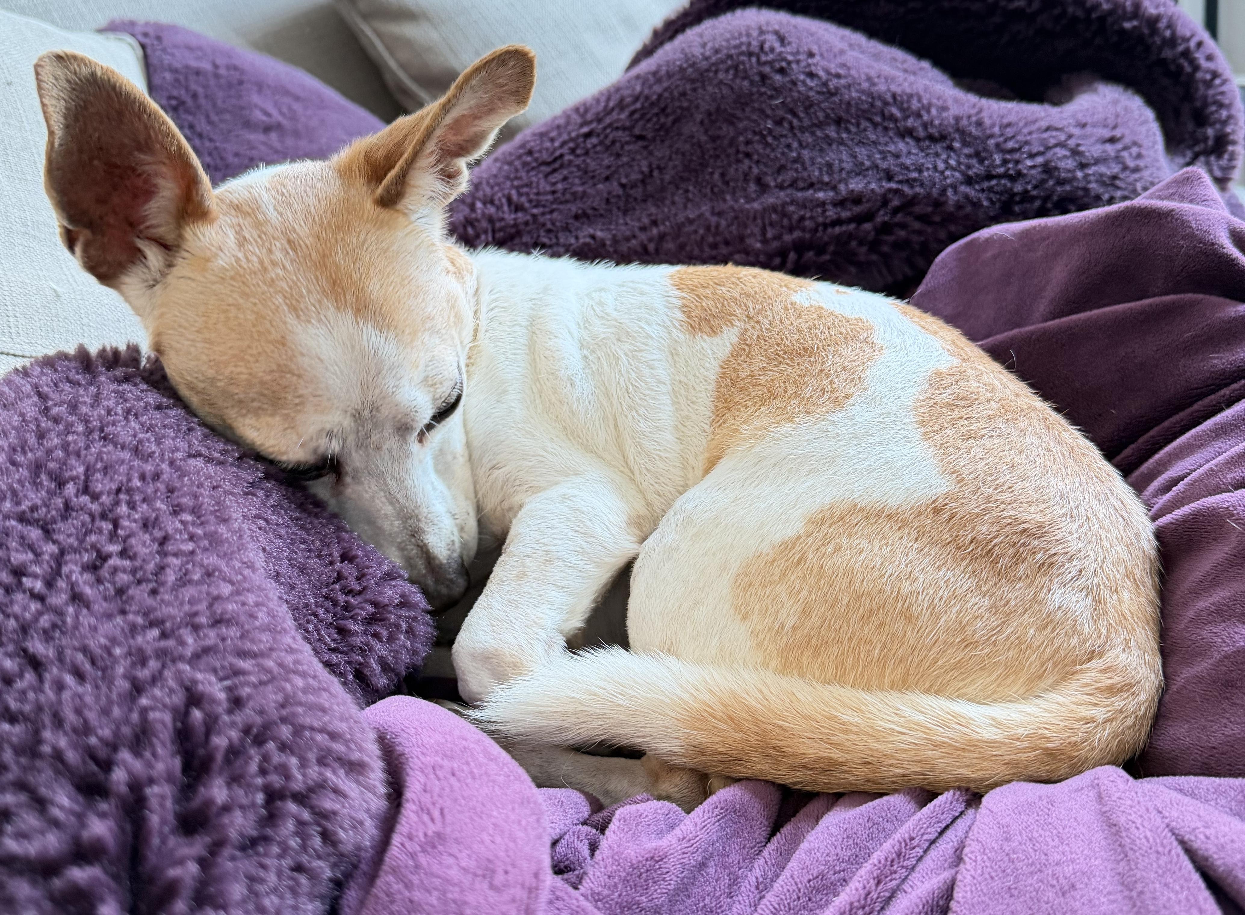 Enlarge Kahlua, a Adoptable mixed breed in Brooklyn, NY image 2/6