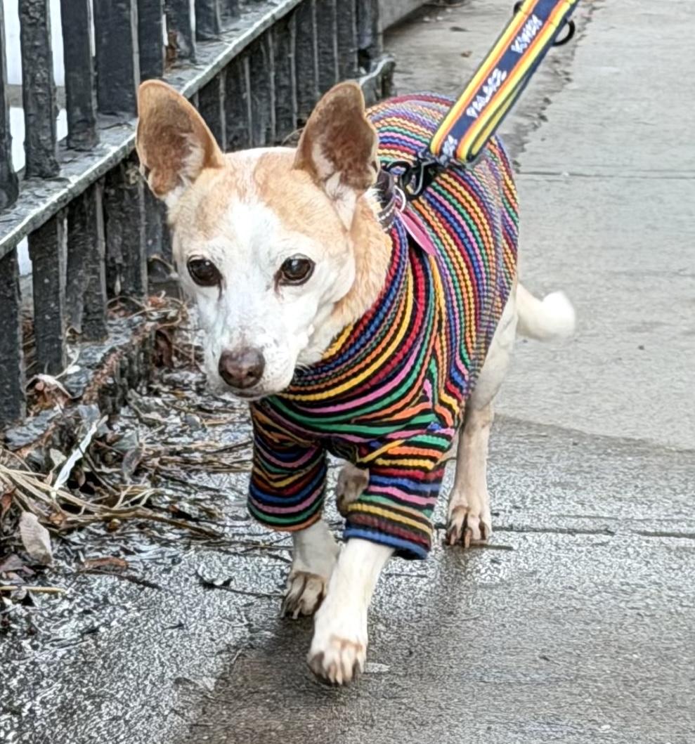 Enlarge Kahlua, a Adoptable mixed breed in Brooklyn, NY image 1/6