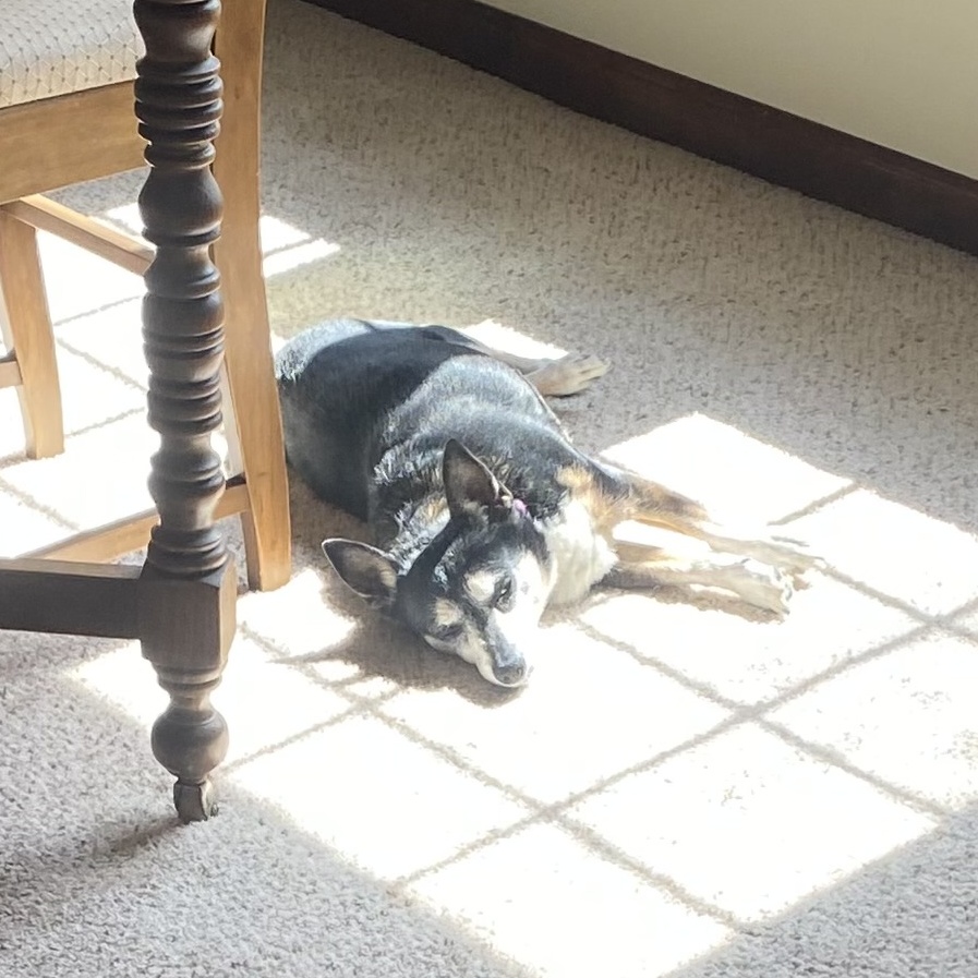 Qori, a Adoptable Chihuahua in South Charleston, OH image 1/8