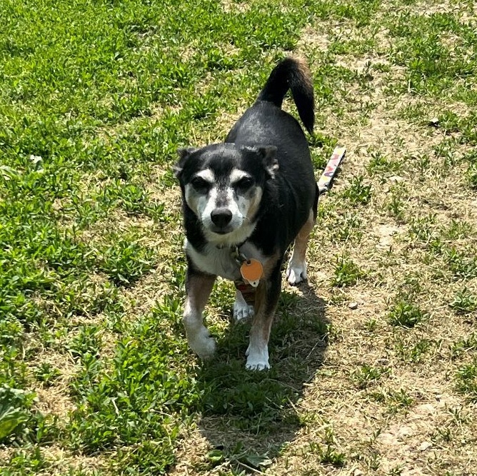 Qori, a Adoptable Chihuahua in South Charleston, OH image 5/8