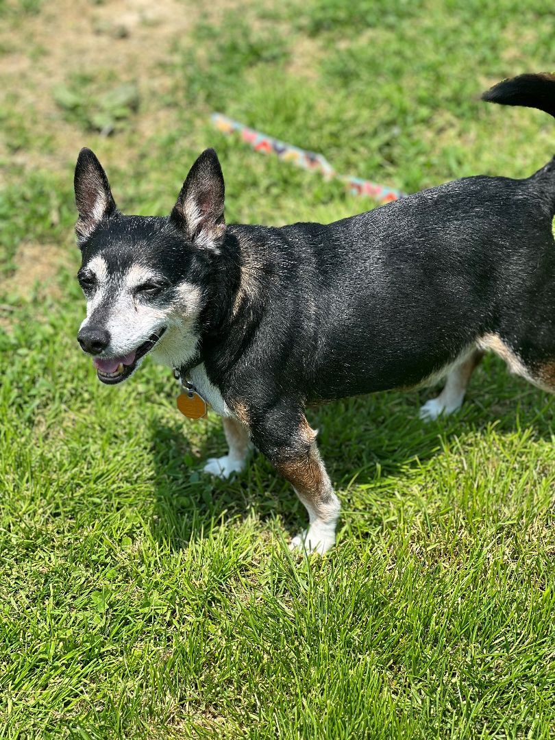 Qori, a Adoptable Chihuahua in South Charleston, OH image 6/8