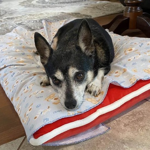 Qori, a Adoptable Chihuahua in South Charleston, OH image 4/8