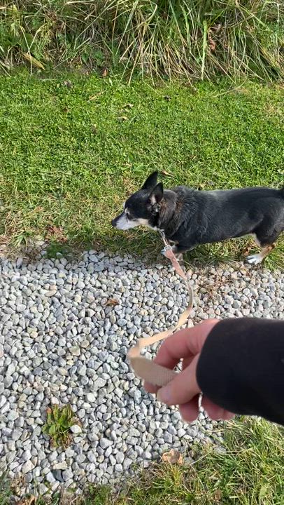 Enlarge Qori, a Adoptable Chihuahua in South Charleston, OH video 8/8