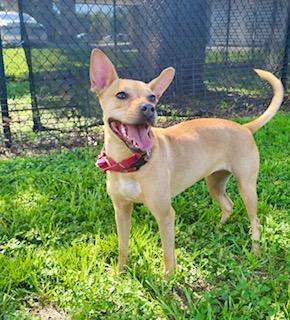 Honey Buns, a Adoptable mixed breed in Winter Haven, FL image 2/5