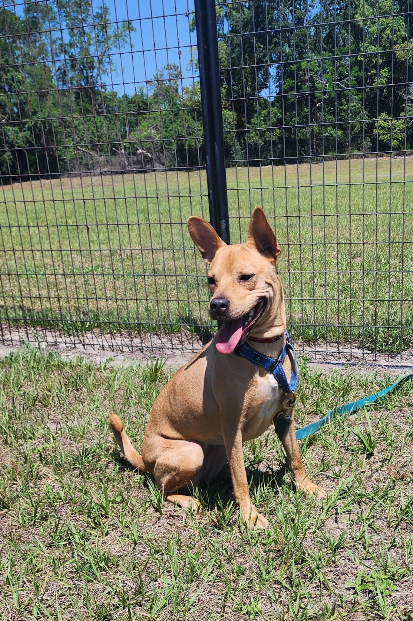 Honey Buns, a Adoptable mixed breed in Winter Haven, FL image 3/5