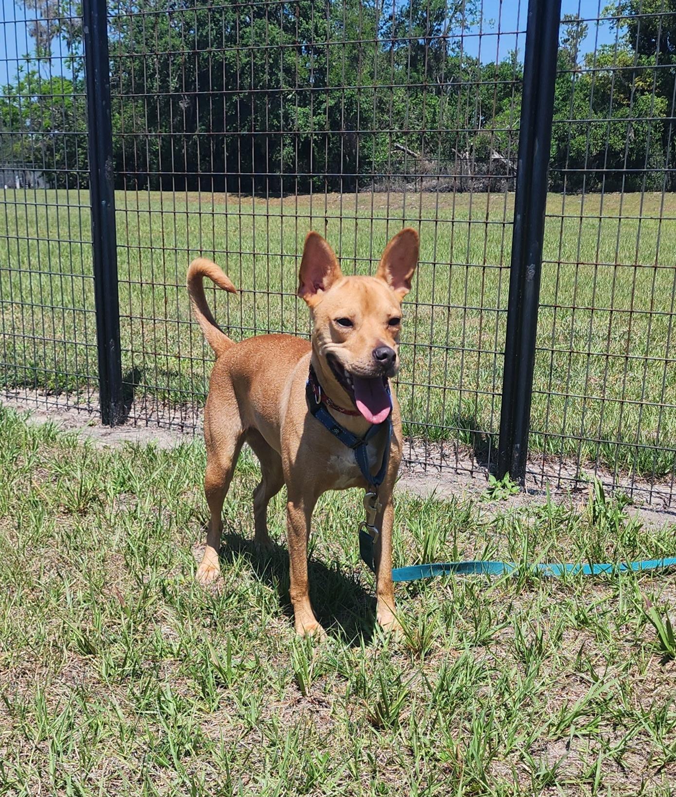 Honey Buns, a Adoptable mixed breed in Winter Haven, FL image 4/5