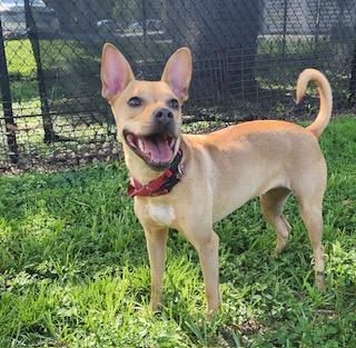 Honey Buns, a Adoptable mixed breed in Winter Haven, FL image 1/5
