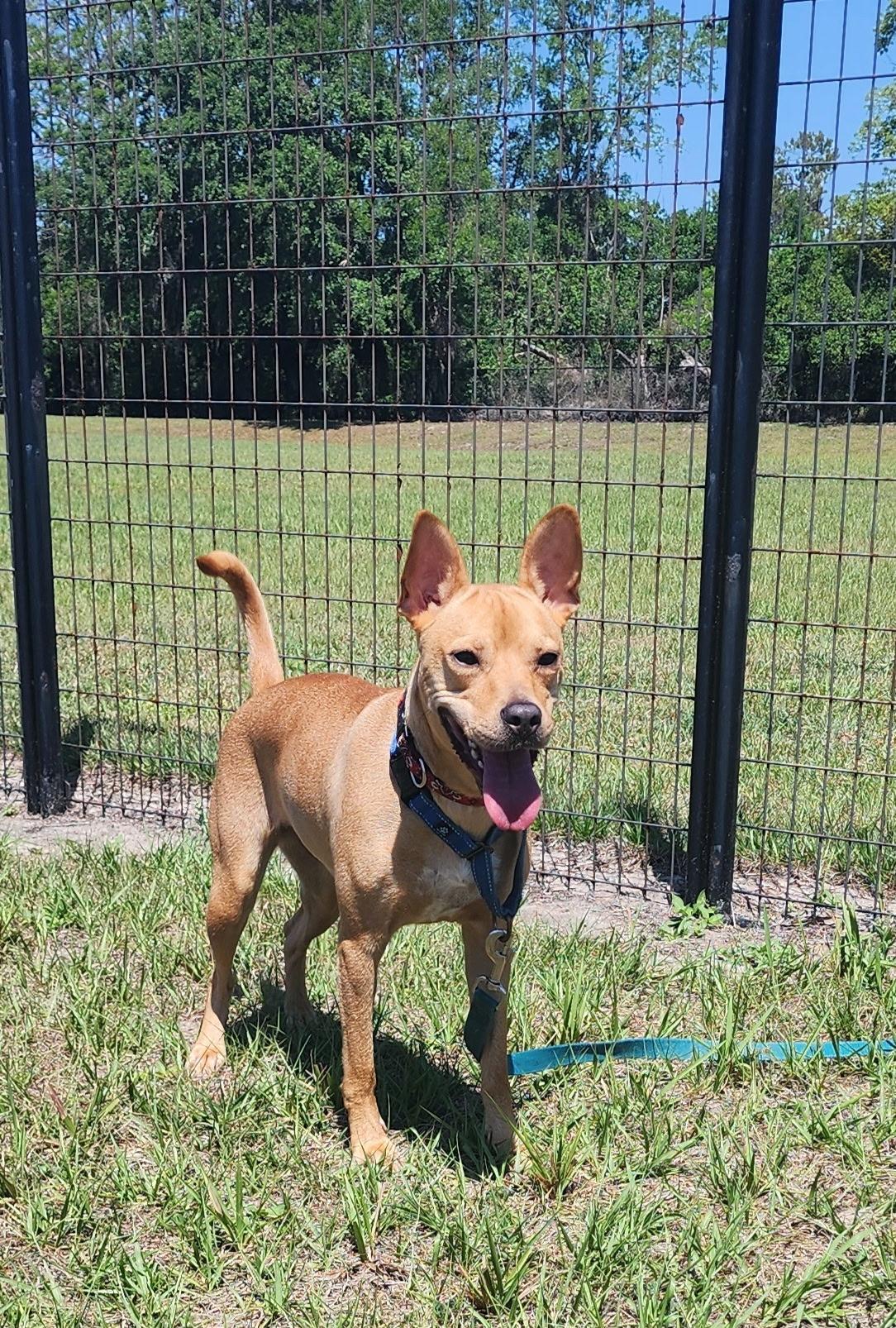 Honey Buns, a Adoptable mixed breed in Winter Haven, FL image 5/5