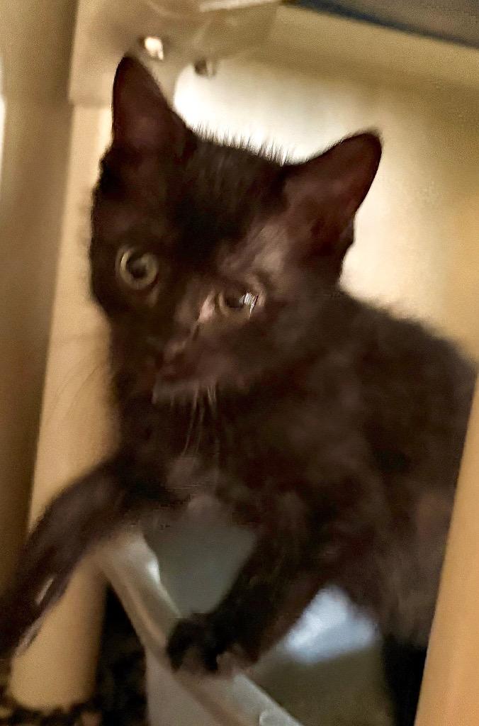 Enlarge Benny. 25, a Adoptable mixed breed in Albion, NY image 1/2