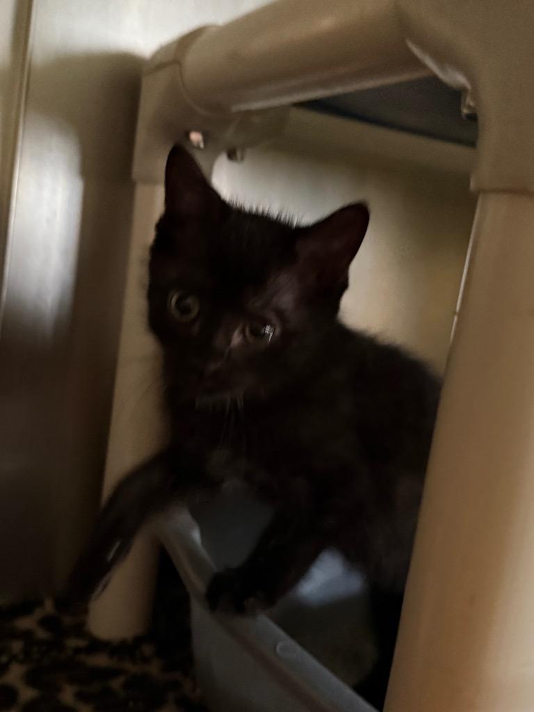 Enlarge Benny. 25, a Adoptable mixed breed in Albion, NY image 2/2