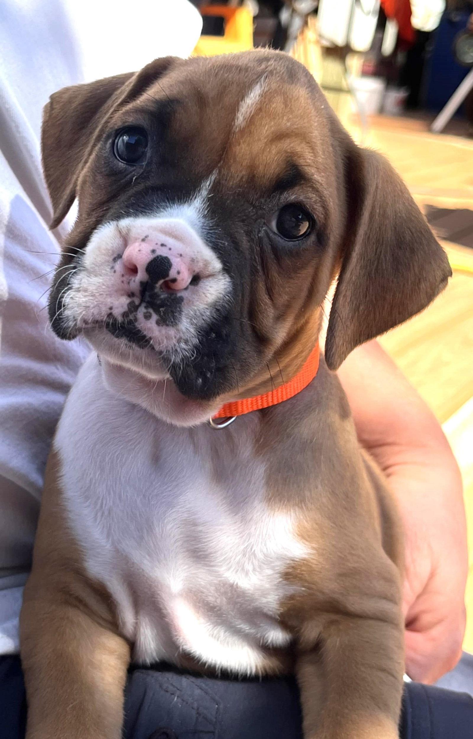 Waco, Adopted, Puppy Female Boxer.