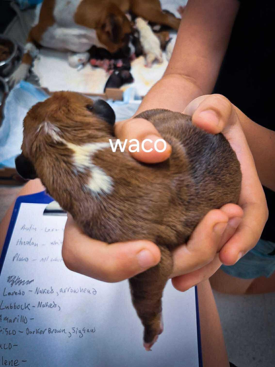 Waco, a Adopted Boxer in Stanwood, WA image 2/2