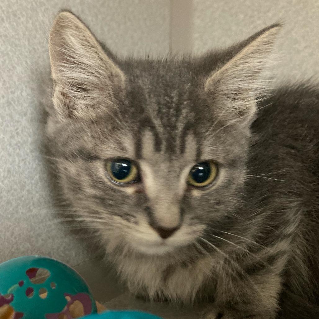 Enlarge Waffles, a Adoptable Domestic Short Hair in Buffalo, WY image 1/1