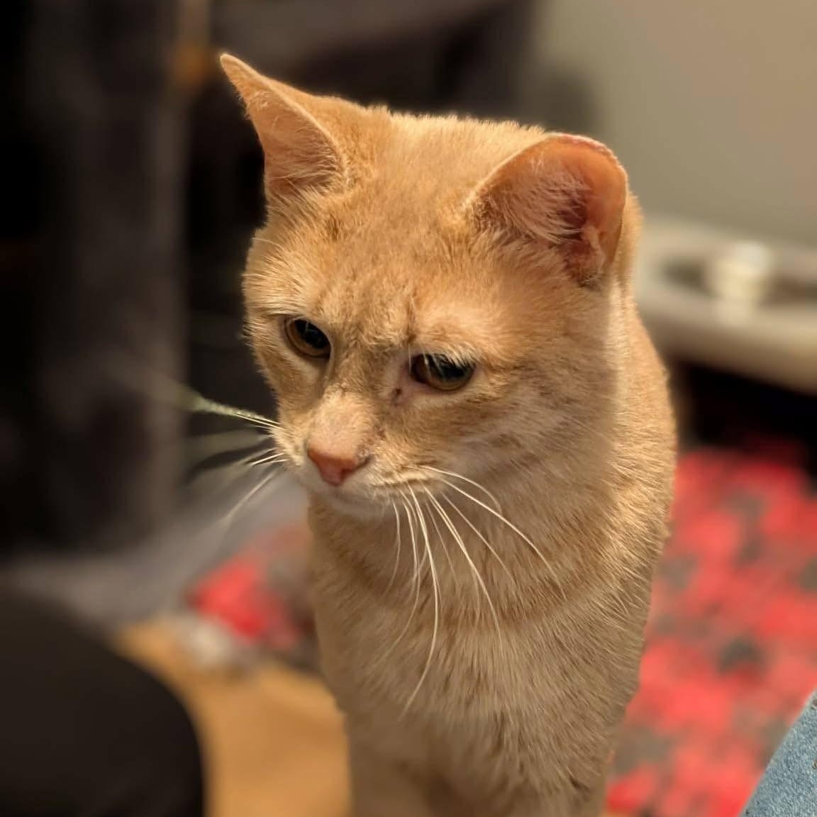 Enlarge NERMAL, a ADOPTABLE Domestic Short Hair in Schnecksville, PA image 3/5