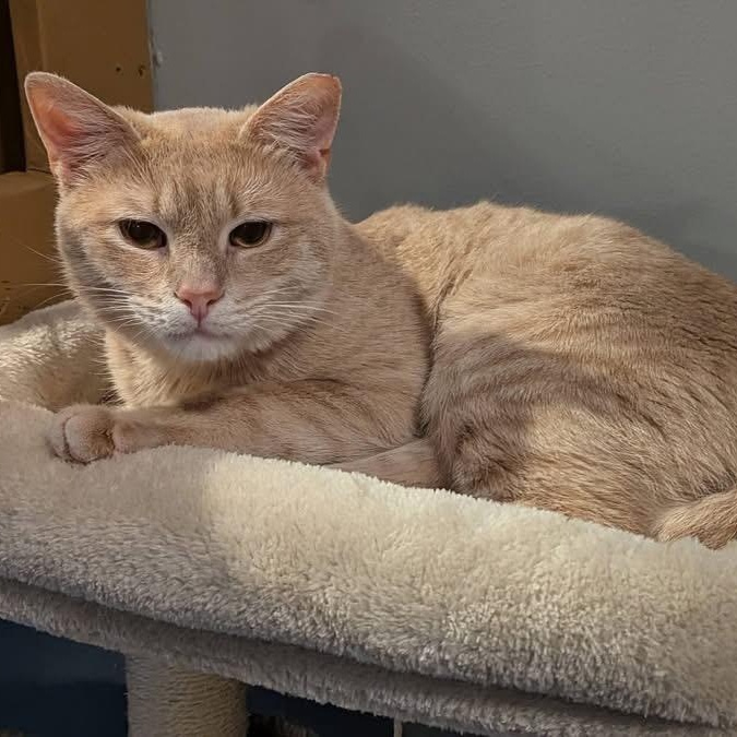 Enlarge NERMAL, a ADOPTABLE Domestic Short Hair in Schnecksville, PA image 4/5