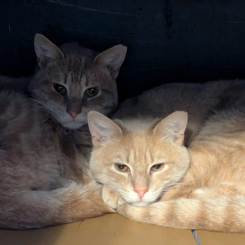 Enlarge NERMAL, a ADOPTABLE Domestic Short Hair in Schnecksville, PA image 2/5