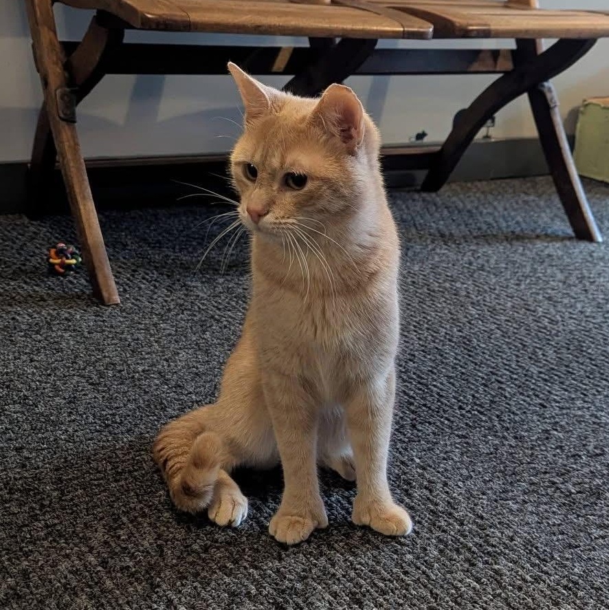 Enlarge NERMAL, a ADOPTABLE Domestic Short Hair in Schnecksville, PA image 1/5