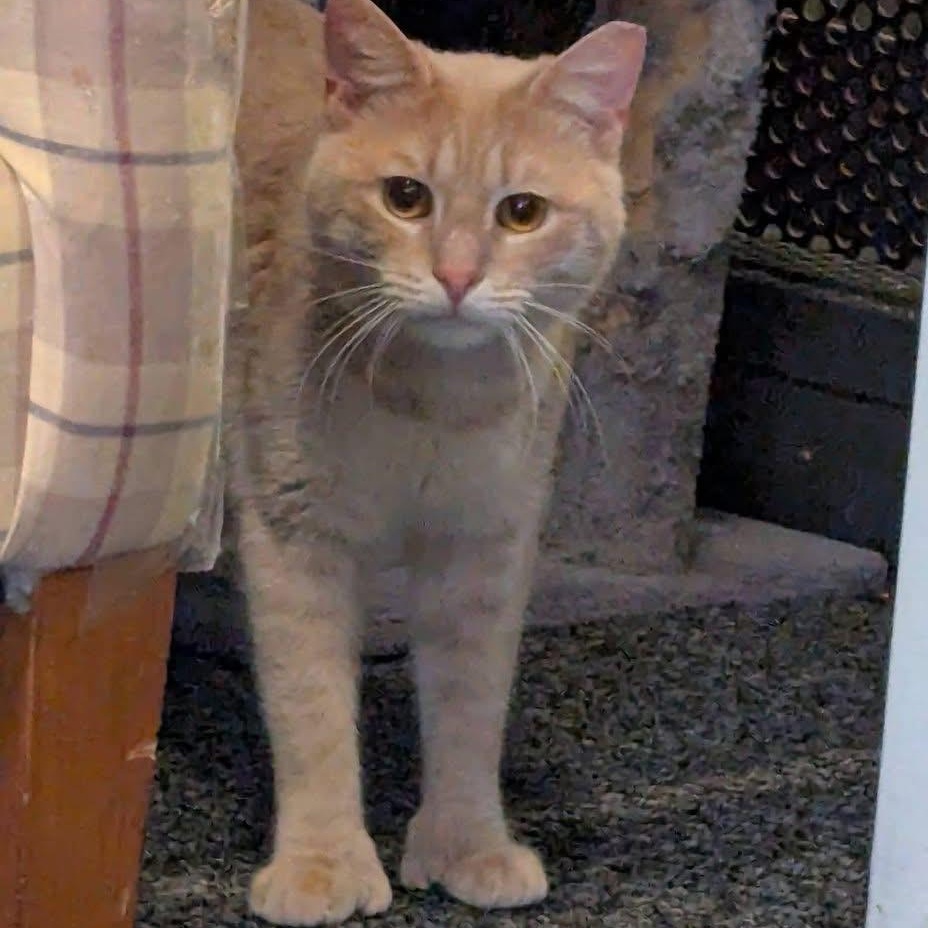 Enlarge NERMAL, a ADOPTABLE Domestic Short Hair in Schnecksville, PA image 5/5