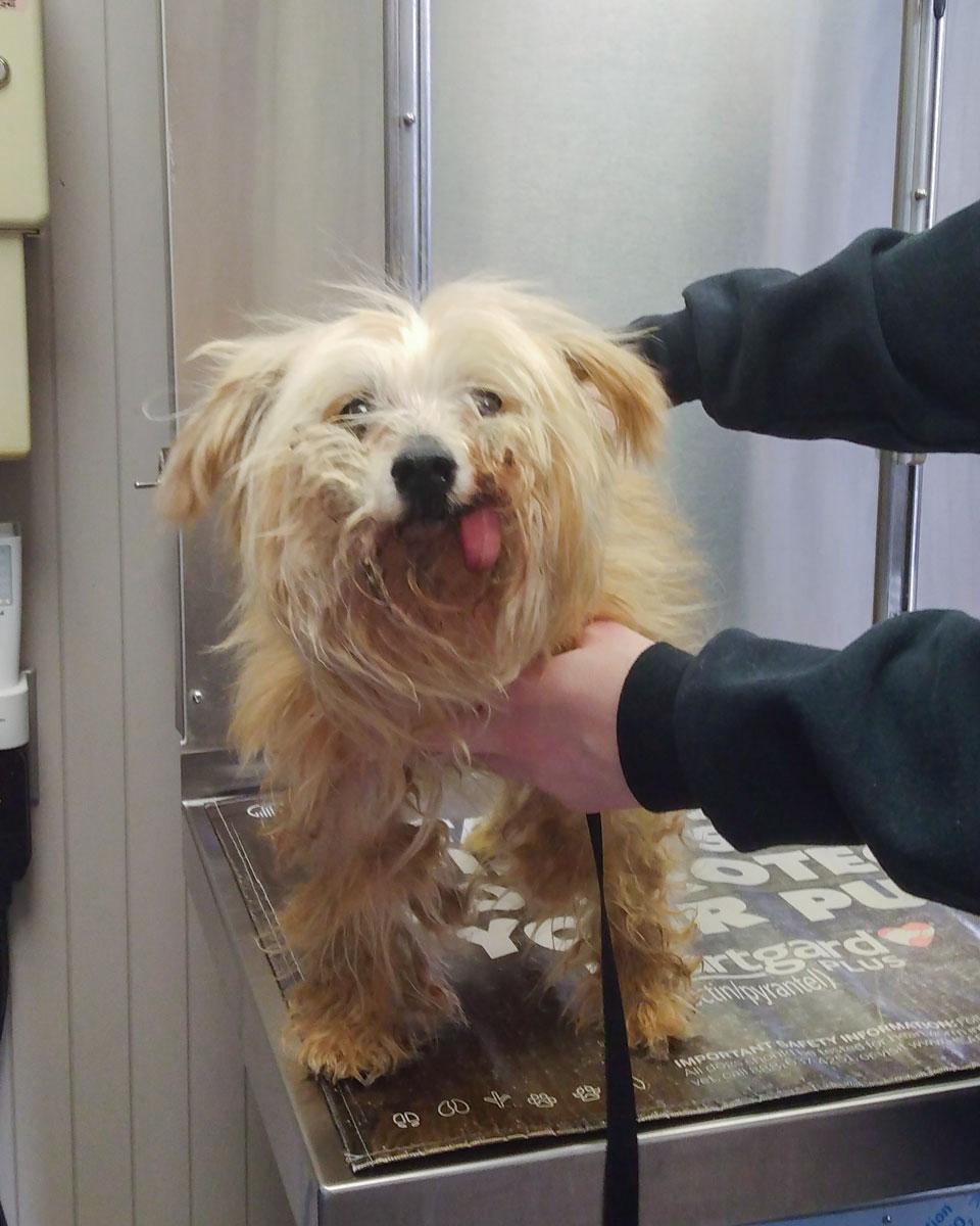 Enlarge Tina Turner - Shaggy Little Love Bug -boy  Tongue hangs out Happy, a Adoptable mixed breed in Queens Village, NY image 2/5