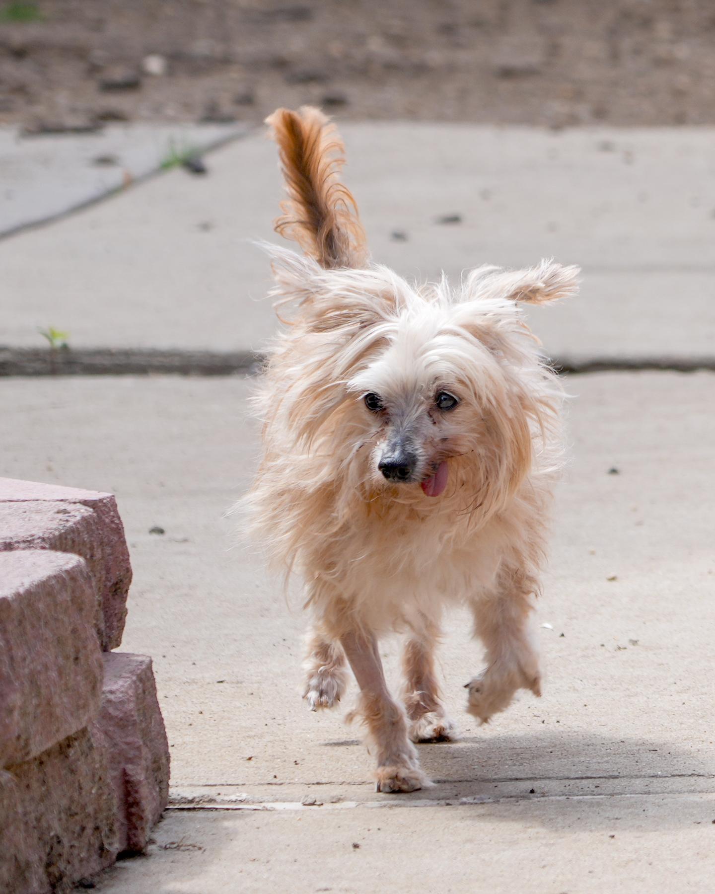 Tina Turner - Shaggy Little Love Bug -boy Tongue hangs out Happy, Adoptable, Adult Male Yorkshire Terrier.