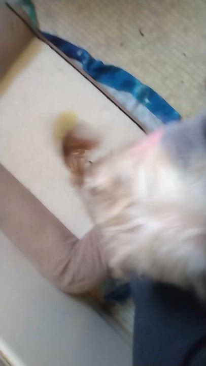 Enlarge Tina Turner - Shaggy Little Love Bug -boy  Tongue hangs out Happy, a Adoptable mixed breed in Queens Village, NY video 5/5
