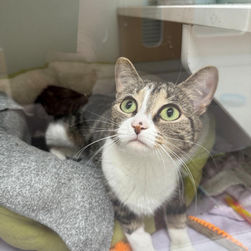 Candy, Adoptable, Young Female Domestic Short Hair.