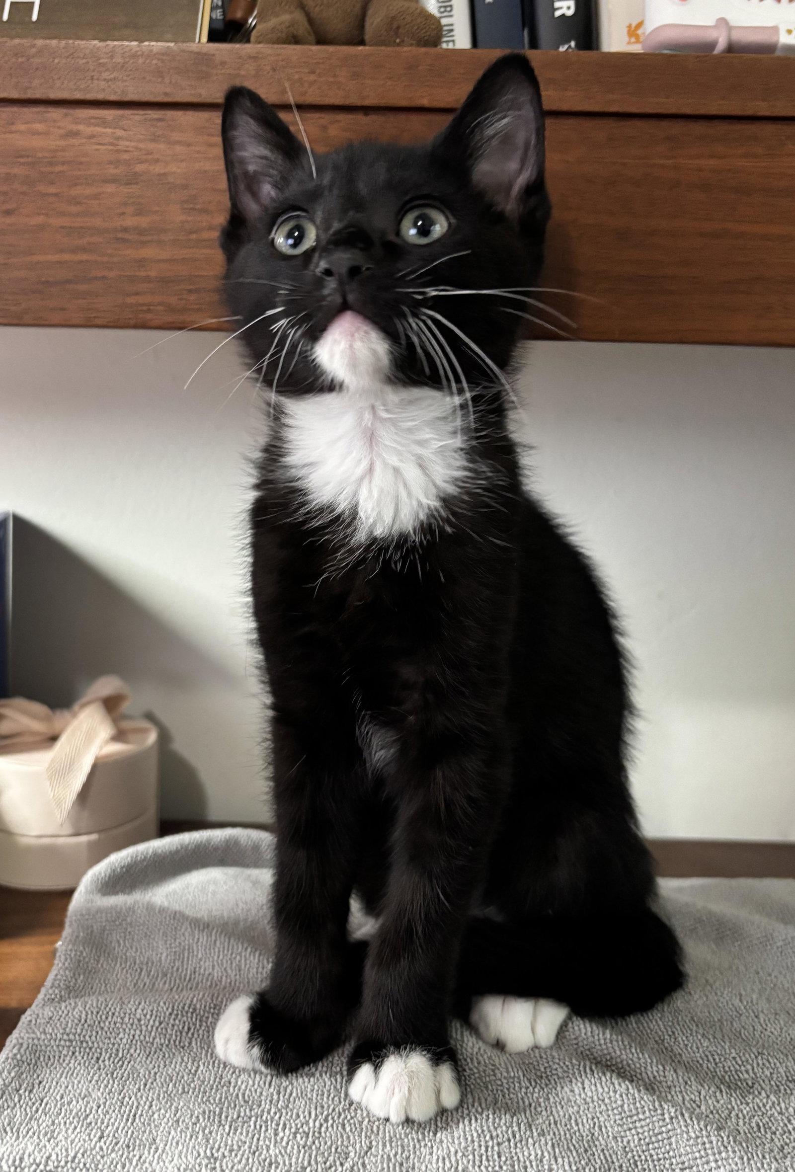 Enlarge Fry, a Adoptable Domestic Short Hair in Seal Beach, CA image 1/3