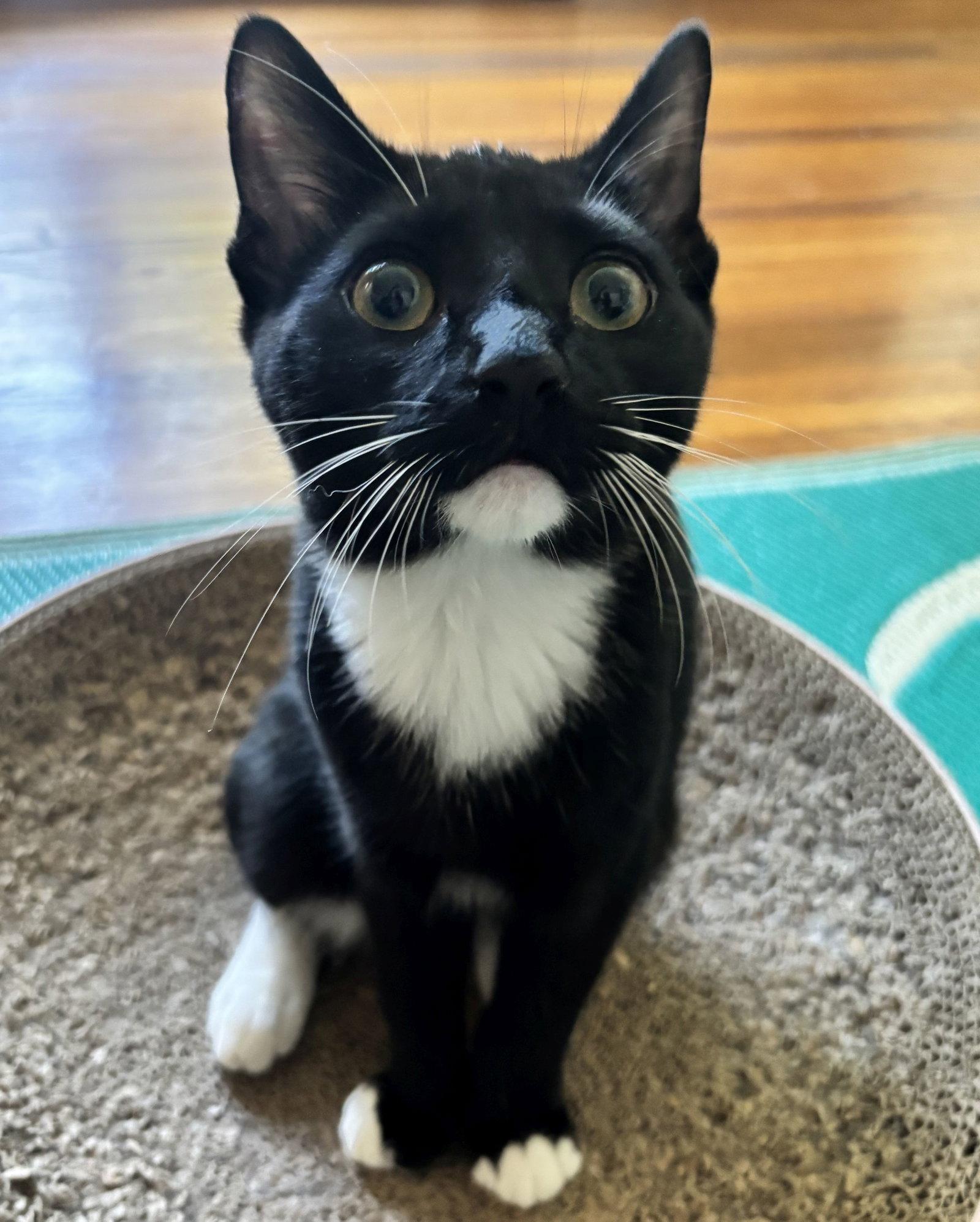 Enlarge Fry, a Adoptable Domestic Short Hair in Seal Beach, CA image 2/3