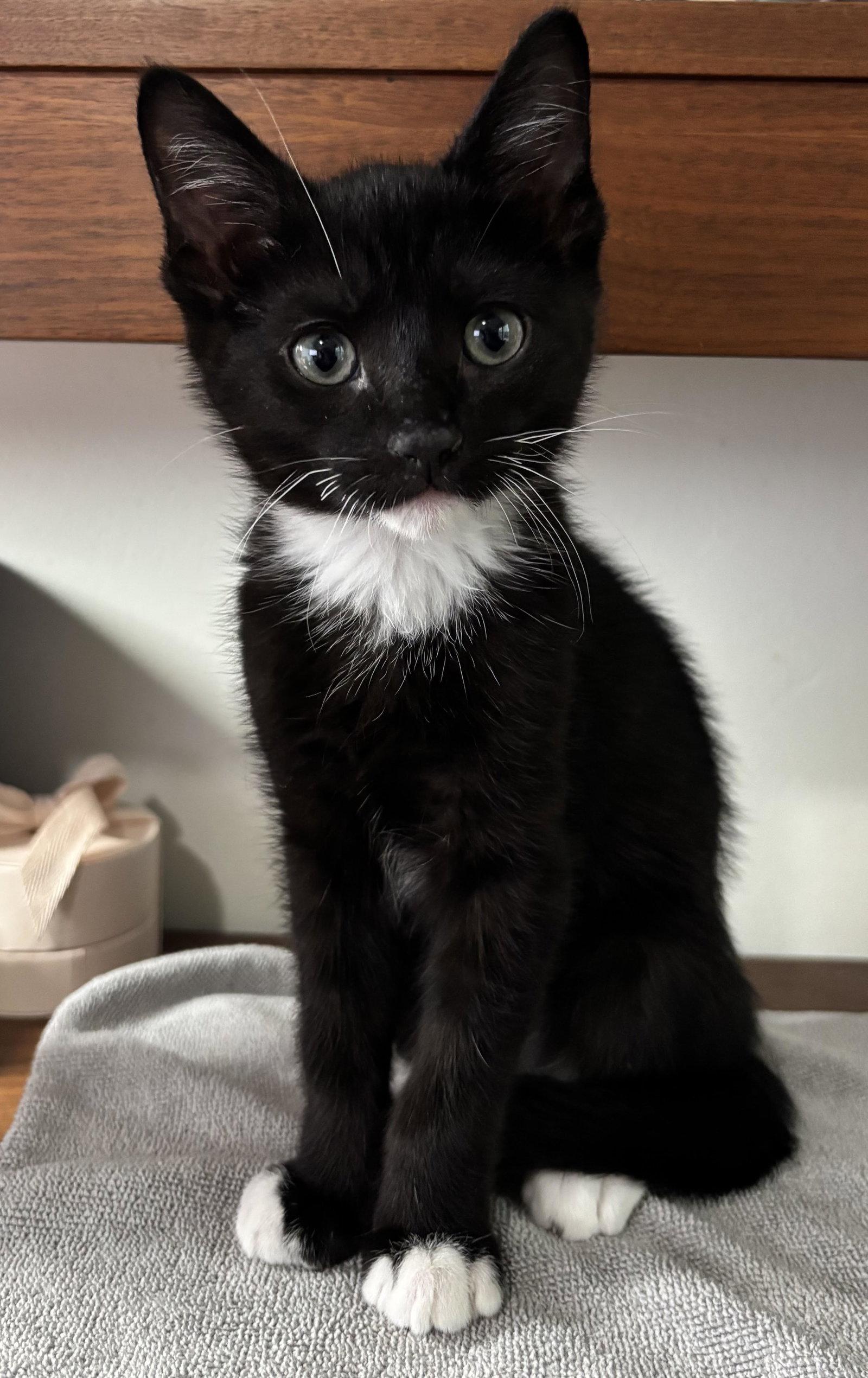 Enlarge Fry, a Adoptable Domestic Short Hair in Seal Beach, CA image 3/3