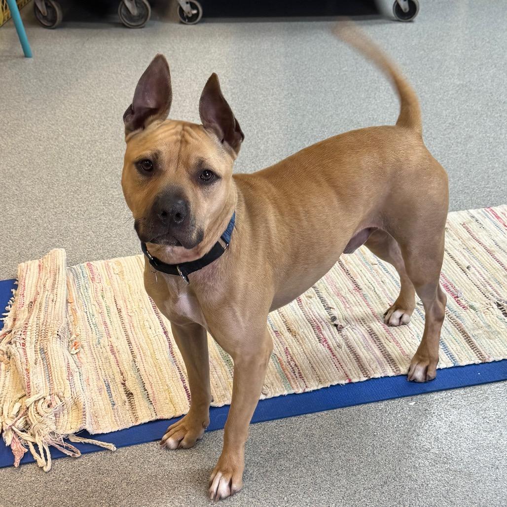 Slogan, a Adoptable Mixed Breed in Wheeling, IL image 1/6