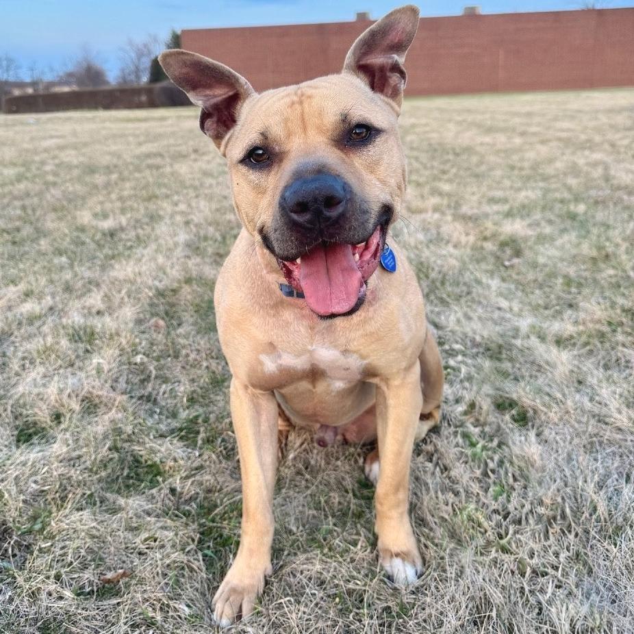 Slogan, a Adoptable Mixed Breed in Wheeling, IL image 2/6