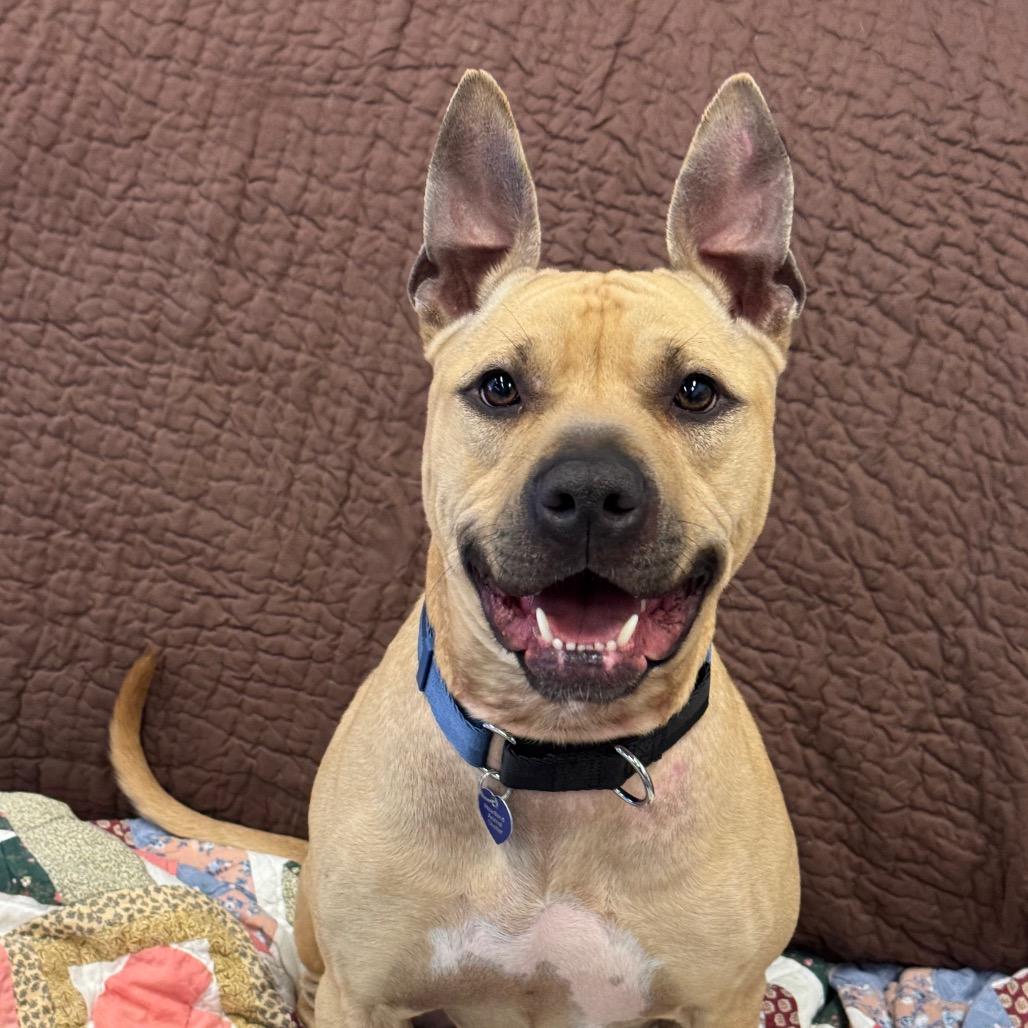 Slogan, a Adoptable Mixed Breed in Wheeling, IL image 3/6