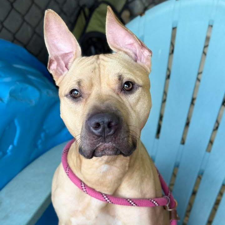 Slogan, a Adoptable Mixed Breed in Wheeling, IL image 5/6