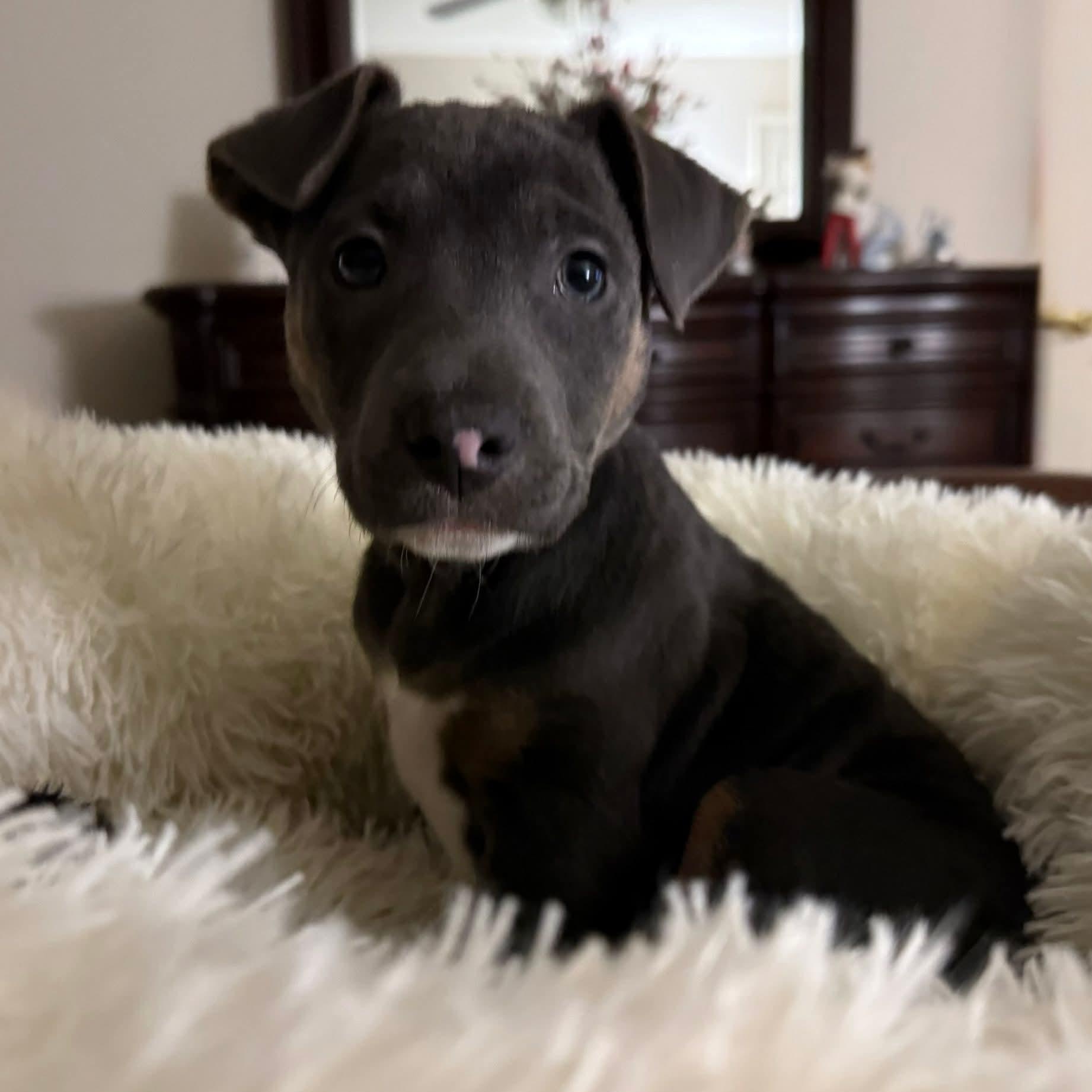 Enlarge Tinkerbell, a ADOPTABLE Terrier in Mount Bethel, PA image 6/6