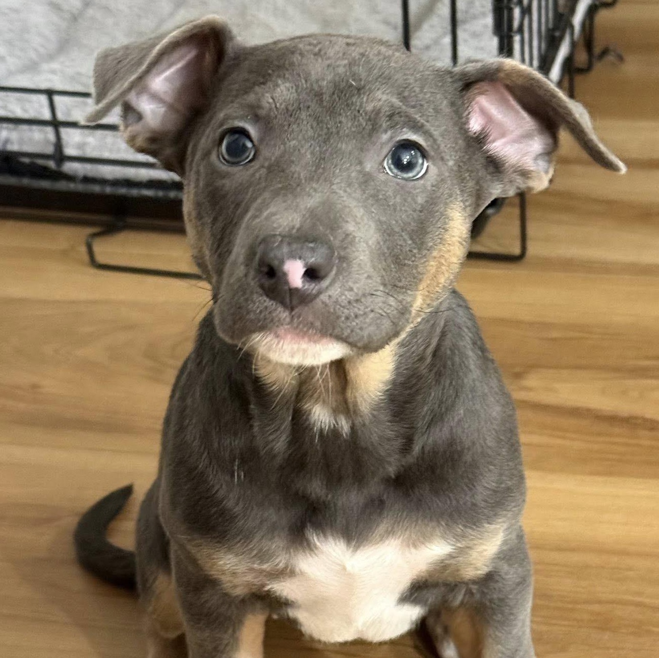 Tinkerbell, ADOPTABLE, Puppy Female Terrier.