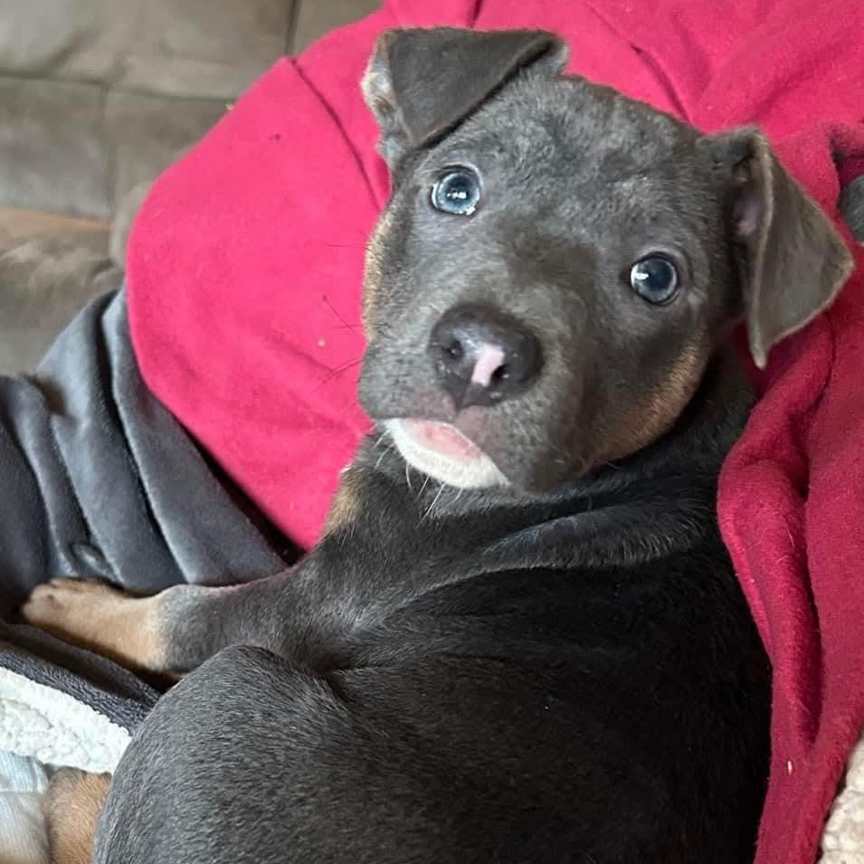 Enlarge Tinkerbell, a ADOPTABLE Terrier in Mount Bethel, PA image 3/6