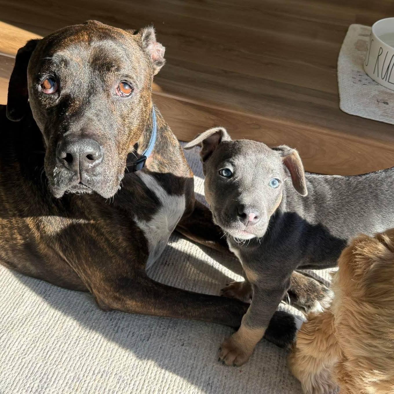 Enlarge Tinkerbell, a ADOPTABLE Terrier in Mount Bethel, PA image 5/6