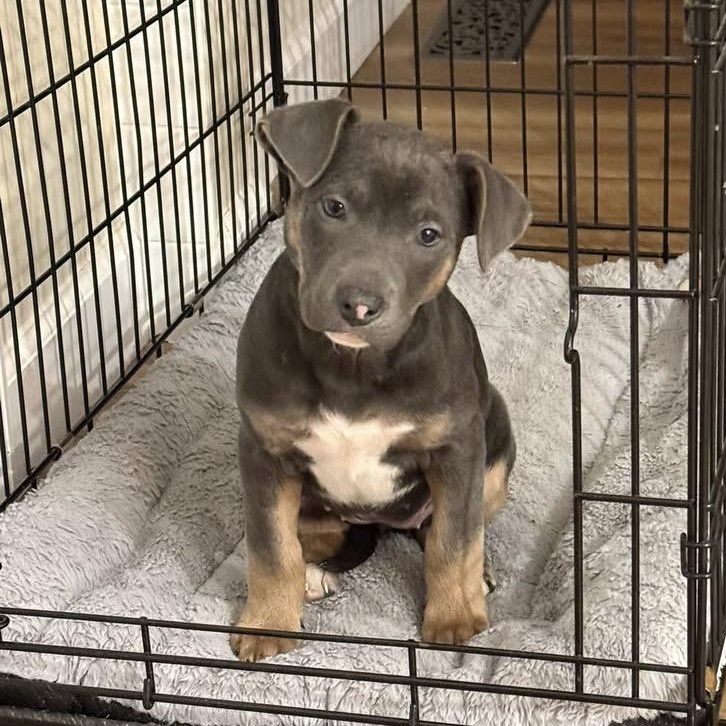 Enlarge Tinkerbell, a ADOPTABLE Terrier in Mount Bethel, PA image 2/6