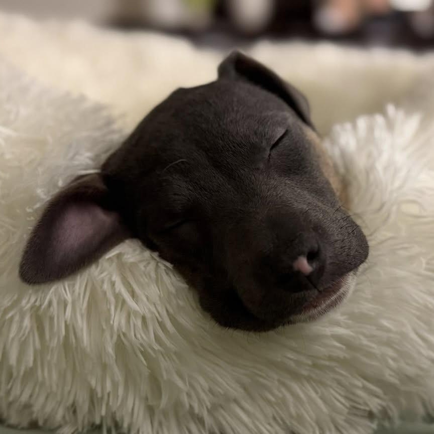 Enlarge Tinkerbell, a ADOPTABLE Terrier in Mount Bethel, PA image 4/6