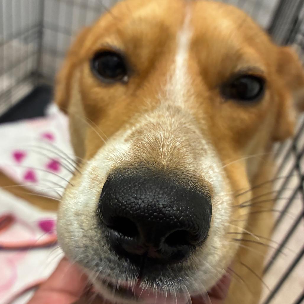 Roxy, Adoptable, Young Female Mixed Breed.