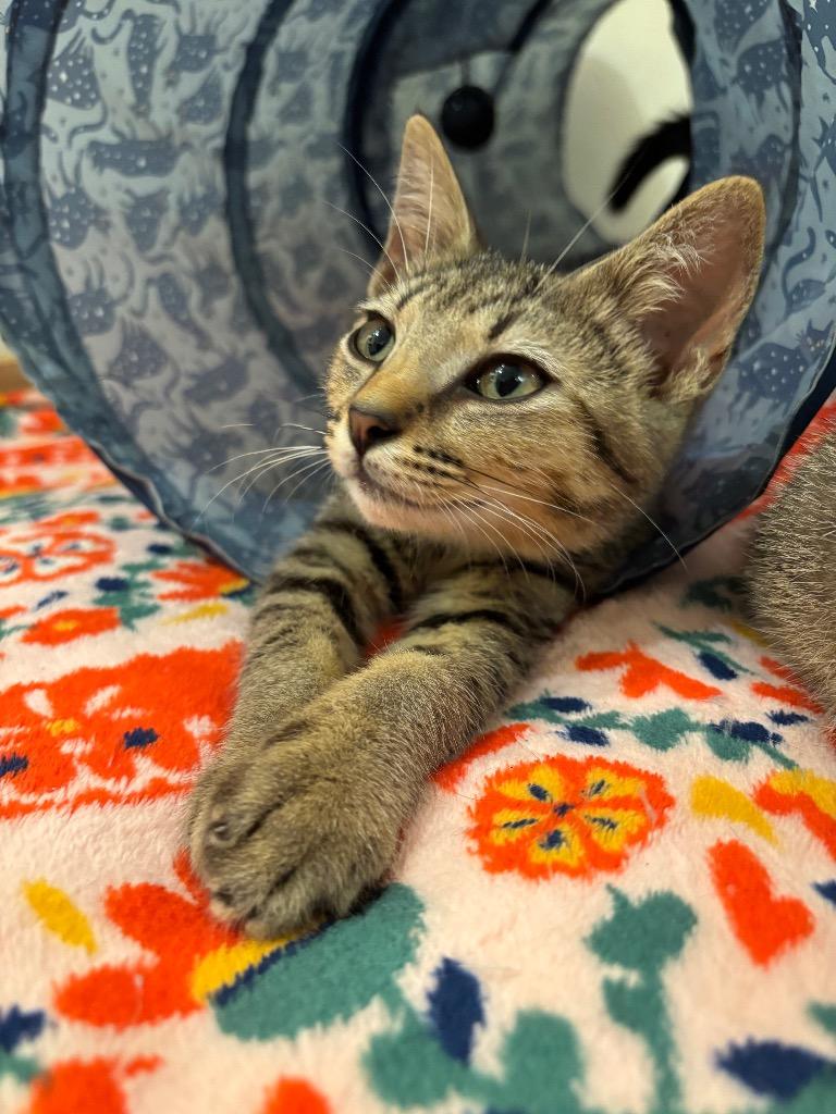 Enlarge Roy Kent, a Adoptable mixed breed in New Kensington, PA image 1/2