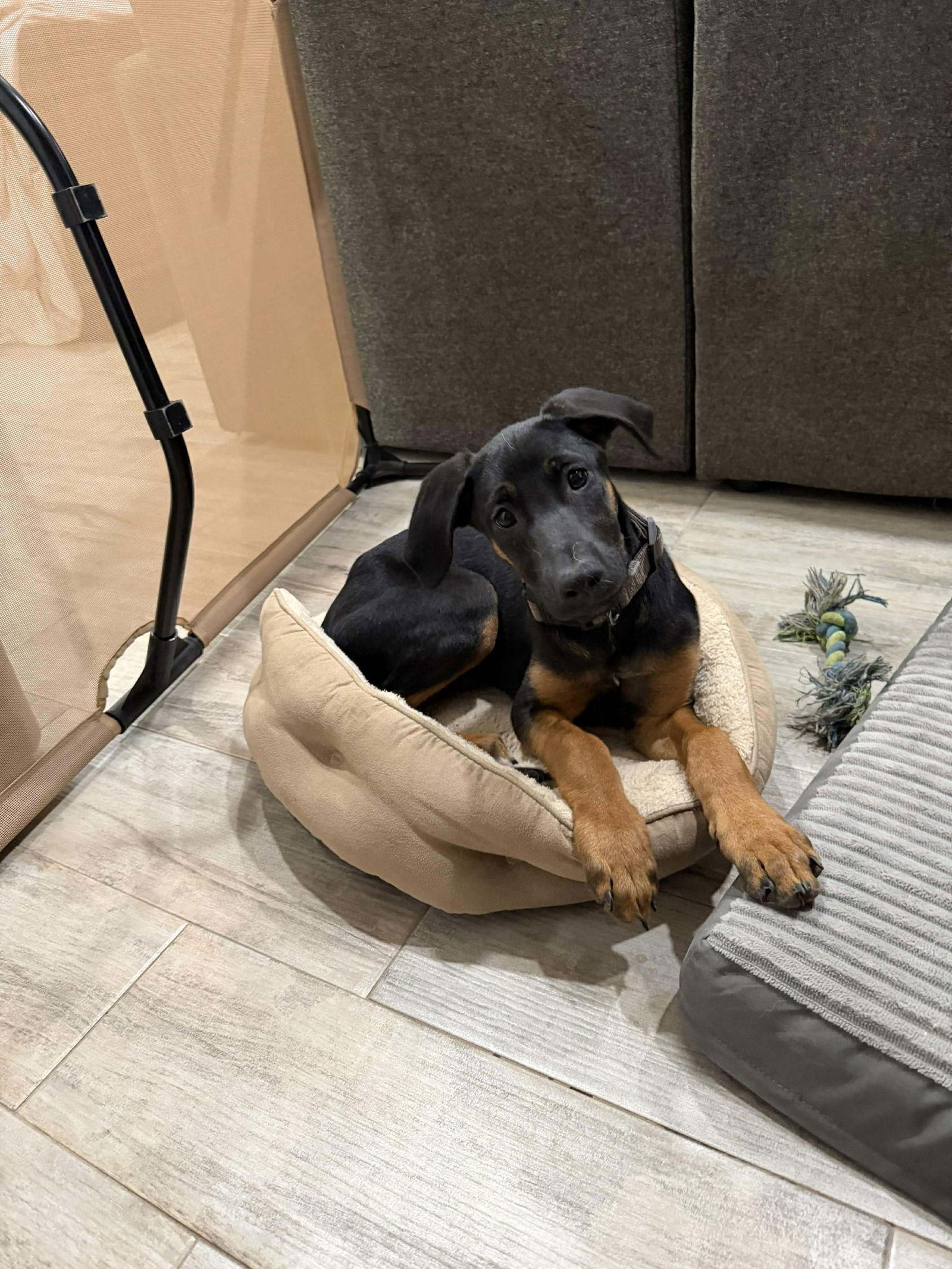 Stella, Adoptable, Puppy Female Doberman Pinscher.